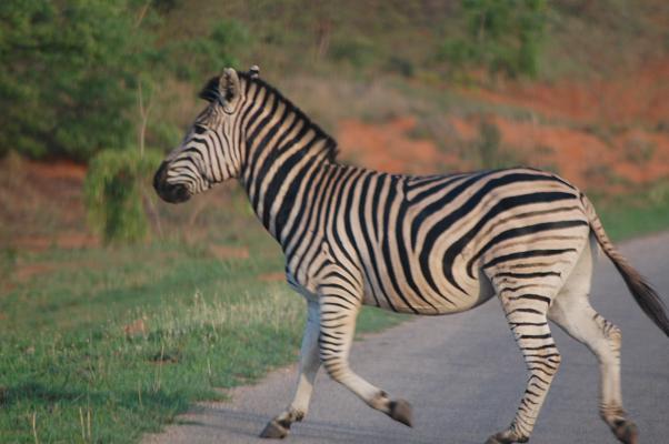 zebra